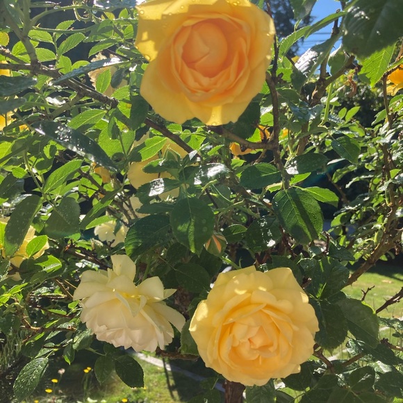 Meet your Posher, Silvin - Picture 1 of 1